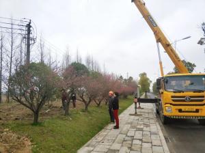  外環(huán)線道路景觀工程二、三標(biāo)段進(jìn)行補(bǔ)植復(fù)綠工作